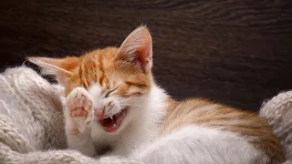 OMG So Cute ♡ Best Funny Cats Videos of 2021 | 😸Try Not To Laugh Challenge