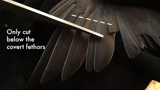 how to clip a bird wings safely