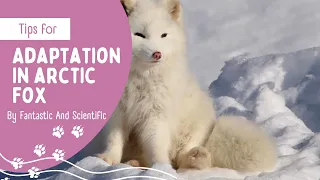 Adaptation In Arctic Fox | Adaptation In Animals | Science For Kids | Science Adaptation For Grade 4