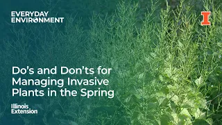 Do's and Don'ts for Managing Invasive Plants in the Spring: Everyday Environment