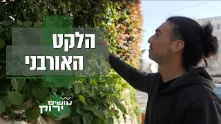 ''כל גבעתיים מפוצצת אספרגוסים'': יוני ניזון מצמחים שהוא מלקט בעיר | עושים ירוק