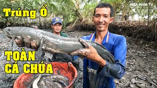 Tóm Gọn Cả Bầy Cá Lóc Chúa Bắt Cá Như Phim Hành Động Cực Vui P.7/Catch The Fish/NGÃ NĂM TV