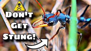 The DEADLIEST Ants ON EARTH (And I've Been STUNG!)