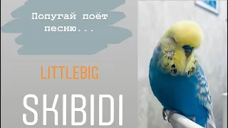 Попугай поёт песню “Little Big”- Skibidi