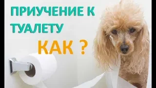 Как приучить щенка к туалету.