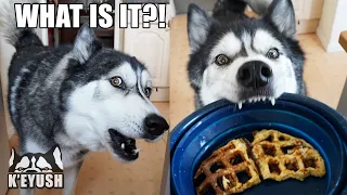 Husky Argues About The Waffle Omelette I Made Him!