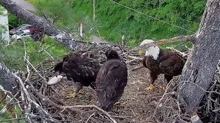 Trempealeau Eagles. TE2 grabs the fish, walks around the nest with it. Mom feeds – 05-20-2024