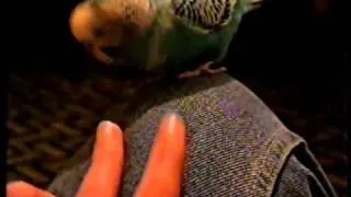 Говорящий попугайчик