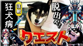 狂犬病注射で脱走を試みる柴犬