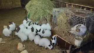 Кролики любят свежее сено