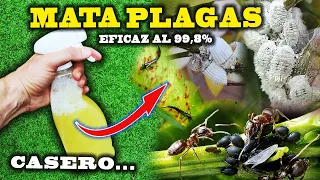 MATA todas las PLAGAS de tus plantas con el INSECTICIDA CASERO más eficaz.