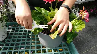 Caring for your Gerbera Daisy