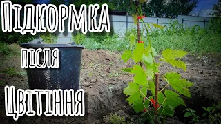 Полив та Підживлення винограду після цвітіння( Підкорми виноград щоб ягода була великою)🍇🍇