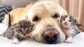 Adorable Golden Retriever and Baby Kittens