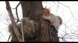 Беременная белка строит себе четыре гнезда / A pregnant squirrel builds itself four nests