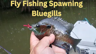 Fly Fishing Spawning Bluegills