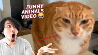 Funniest Animals 2024 🤣😅 New Funny Cats and Dogs Videos 😸🐶 Part31