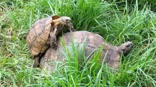 Humping Tortoise