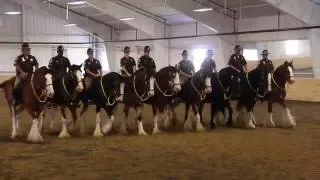 Mounted Patrol Clydesdale Graduation
