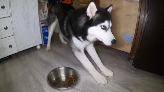 HUNGRY DOG HAS NOT EATED FOR FOUR DAYS / ГОЛОДНАЯ СОБАКА НЕ ЕЛА ЧЕТЫРЕ ДНЯ