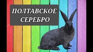 КРОЛИКИ ПОЛТАВСКОЕ СЕРЕБРО,МАЛЕНЬКИЕ И БОЛЬШИЕ ВЕЧЕР ПОЕНИЕ!