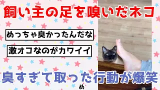 飼い主の足を嗅いだネコ⇒臭すぎて取った行動が爆笑