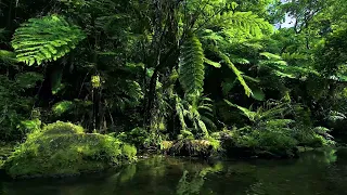 🍃Tropical Plant Music. Soothing💦river sound 10 HOURS at T-River, Japan 🇯🇵沖縄ヤンバル・ター川の植物音楽