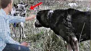 Brave man saves dog from a wolf!!!