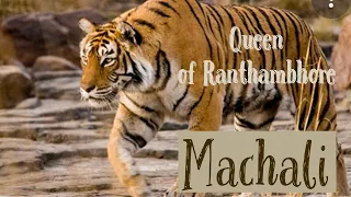 MACHALI -  Royal Tigress                      Ranthambhore famous tigresses EP-1