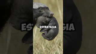 Tejón de la Miel - El animal más agresivo del planeta #tejón #africa #animales