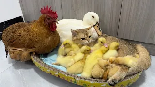 The cat who loves chickens and ducklings the most in the world. mother hen and duck are amazed