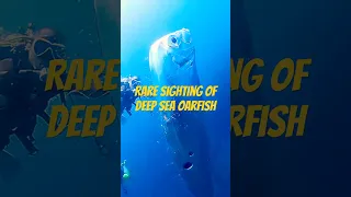 Divers discover giant oarfish off coast of Taiwan 🤯🌊 #oarfish #giantfish #taiwan