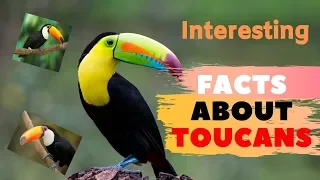 30 Interesting Facts About Toucans