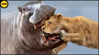Lion Dying in the Hippo's Jaws..