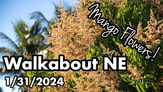Walkabout NE (January 31, 2024)- Mango Flowers!
