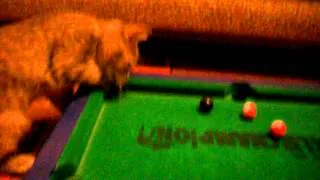 кошка играет в бильярд)