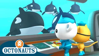 Octonauts - Finding Orcas and The Midnight Zone | Cartoons for Kids | Underwater Sea Education