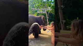 A must on your next Thailand vacation | Green Elephant Sanctuary Park #elephant #thailand #travel