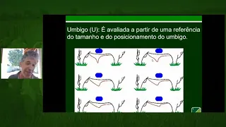 Como e porque avaliar umbigo em reprodutores - Nelore no exemplo