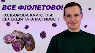 Вадим Іванов: про картоплю | Фіолетова картопля «Либідь» | Куркуль