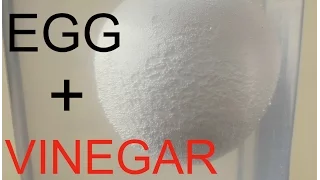 What Will Happen If You Put An EGG Into Vinegar  ?