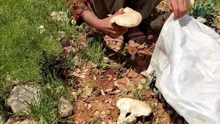 Adventure in nature: discovery of mountain mushrooms