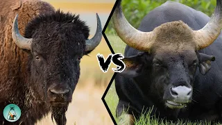 AMERICAN BISON VS INDIAN GAUR - Which is stronger?