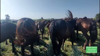 Жеребец Лекёр снова под седлом.