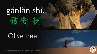 The Olive Tree 橄榄树 (without music & karaoke) Smart Mandarin - Learning by Singing