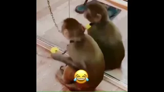 Обезьяна 🐒 и зеркало😂 #обезьяна #шимпанзе #shortsvideo #прикол #юмор #смешные #видео #приколы #шортс