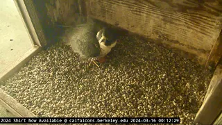 Cal Falcons: Annie lays first egg of 2024! 🥚 Congrats, Annie & Archie! 🥳 2024 Mar 16