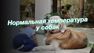 Нормальная температура у собак