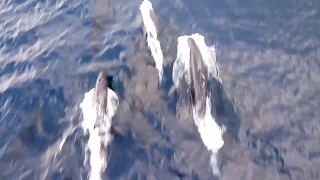 AMAZING DOLPHINS -  DOLPHINS PLAYING AND JUMPING IN FRONT OF HUGE SHIP| FUNNY DOLPHINS COMPILATION