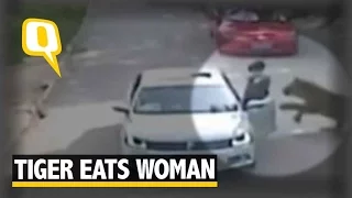 The Quint: Woman Steps Out of Car, Eaten By Tiger in China